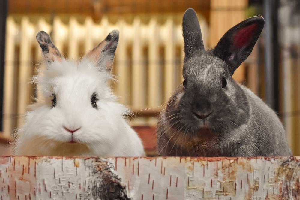 rabbits-6988283_1280.jpg