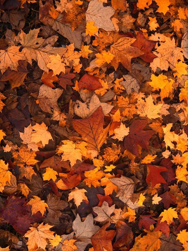 autumn.jpg
