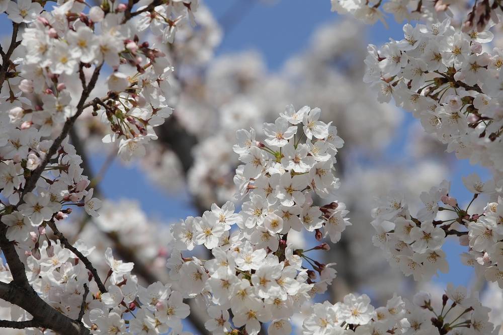 Frühling.jpg