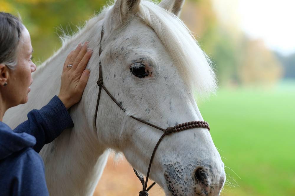 horse-7698761_1280.jpg