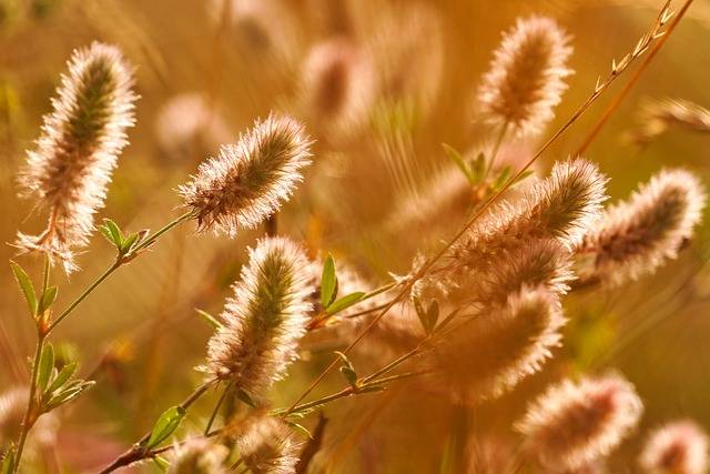 grass-6545509_640.jpg