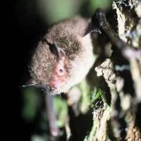 Wasserfledermaus_Portrait