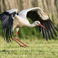 Vögel_0277_Storch_2013-05-15_15x20_.JPG