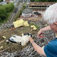 Storchennest mit Unrat.JPG