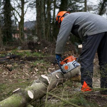 baumf_llung_pfl_glerphoto_shotshopcom_large.jpg baumf_llung_pfl_glerphoto_shotshopcom_large.jpg