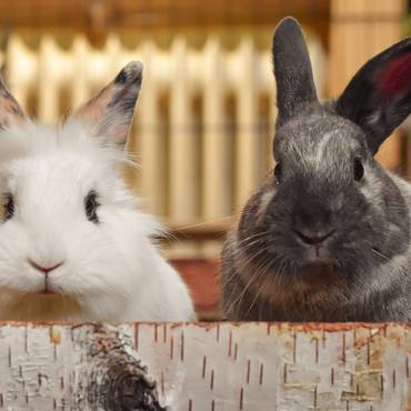 https://www.badsalzungen.de/var/cache/thumb_103846_1066_1_370_370_r4_jpeg_rabbits_6988283_1280.jpeg