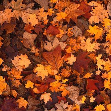 https://www.badsalzungen.de/var/cache/thumb_105952_1066_1_370_370_r4_jpeg_autumn.jpeg