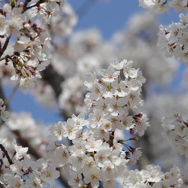 https://www.badsalzungen.de/var/cache/thumb_108945_1066_1_370_370_r4_jpeg_frühling.jpeg