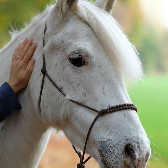 https://www.badsalzungen.de/var/cache/thumb_109249_1066_1_550_550_r4_jpeg_horse_7698761_1280.jpeg