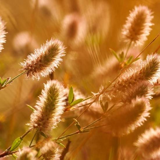 https://www.badsalzungen.de/var/cache/thumb_111665_1066_1_550_550_r4_jpeg_grass_6545509_640.jpeg https://www.badsalzungen.de/var/cache/thumb_111665_1066_1_550_550_r4_jpeg_grass_6545509_640.jpeg