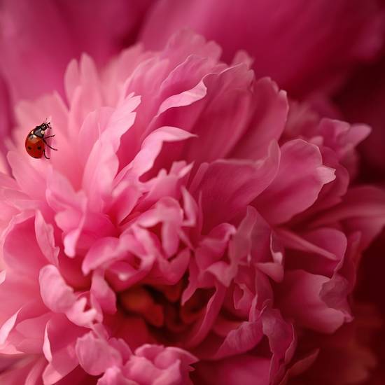https://www.badsalzungen.de/var/cache/thumb_117215_1066_1_550_550_r4_jpeg_peony_5420406_1280.jpeg