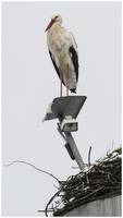 Storch_0007_Soleturm_2018-01-21_fb_.JPG