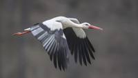 Storch_2018-03-30_18-13-11_01_B_.JPG