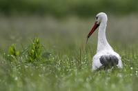 Vögel_0640_Storch_2016-06-18_B_.JPG